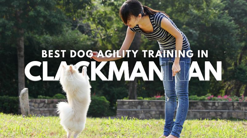 Best Dog Agility Training in Clackmannan