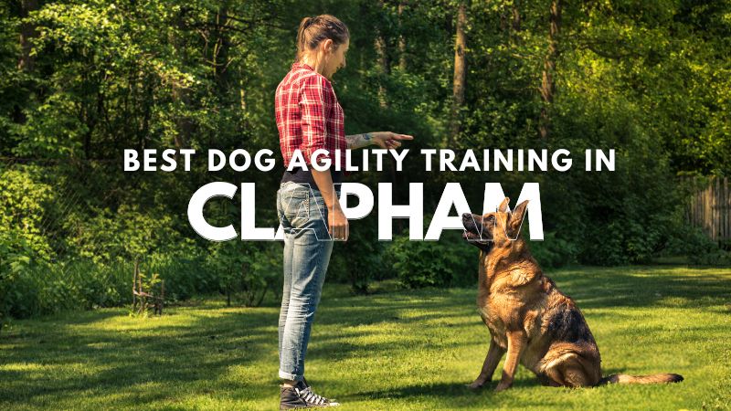 Best Dog Agility Training in Clapham