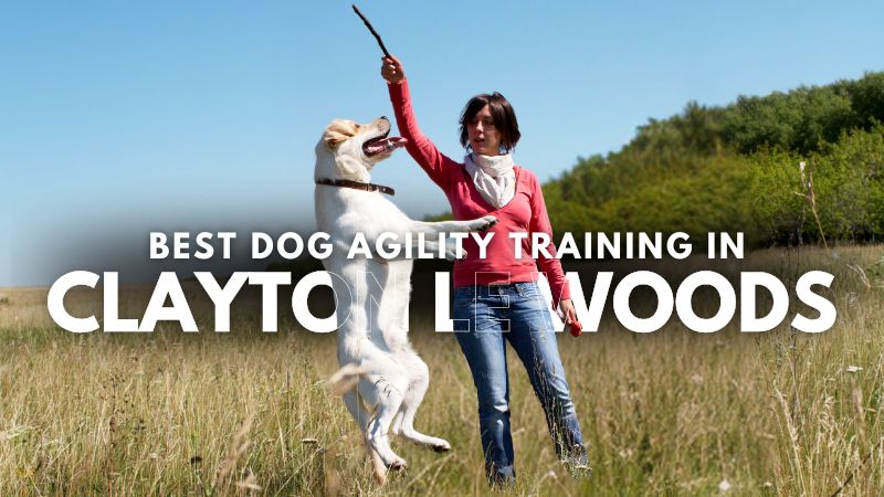 Best Dog Agility Training in Clayton Le Woods