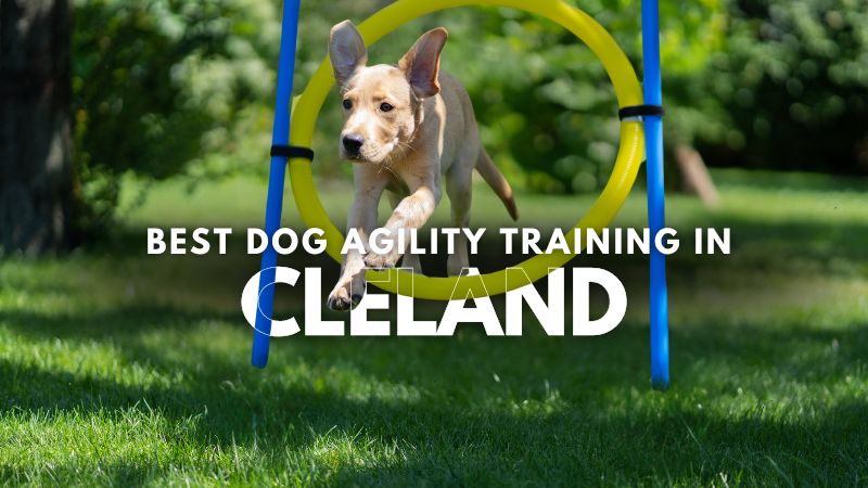 Best Dog Agility Training in Cleland