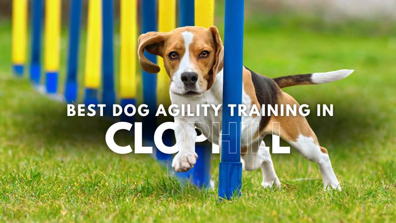 Best Dog Agility Training in Clophill