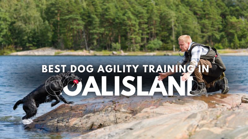 Best Dog Agility Training in Coalisland