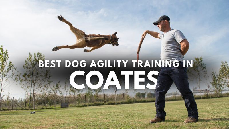 Best Dog Agility Training in Coates