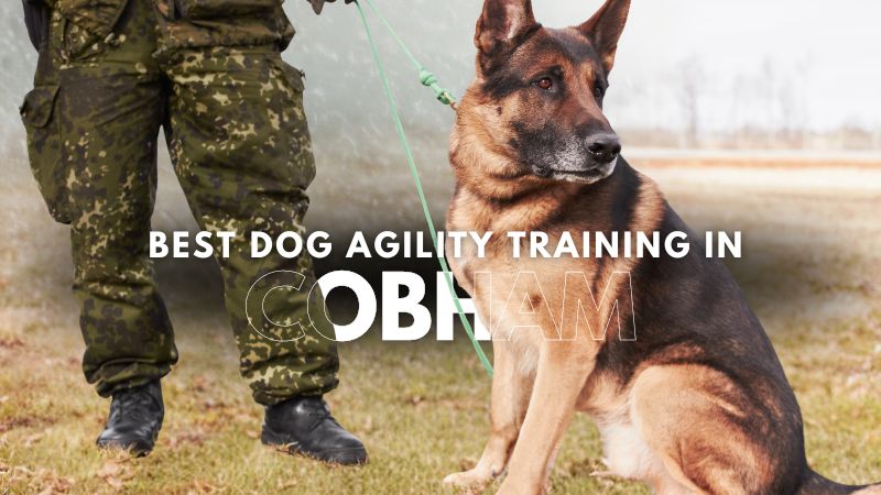 Best Dog Agility Training in Cobham