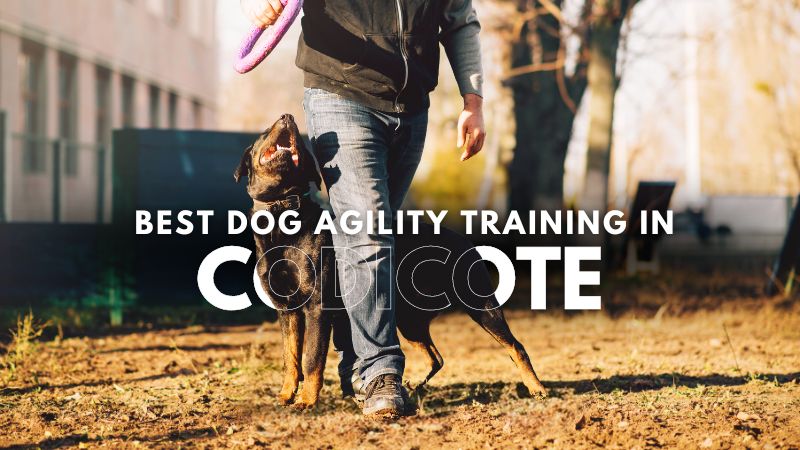 Best Dog Agility Training in Codicote