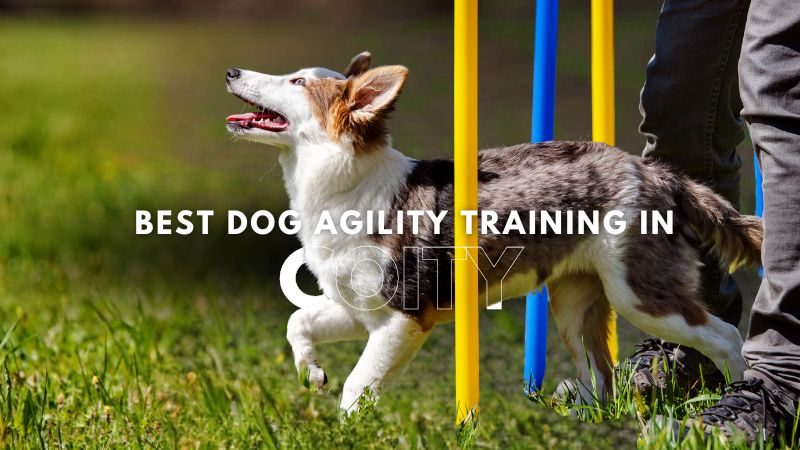 Best Dog Agility Training in Coity