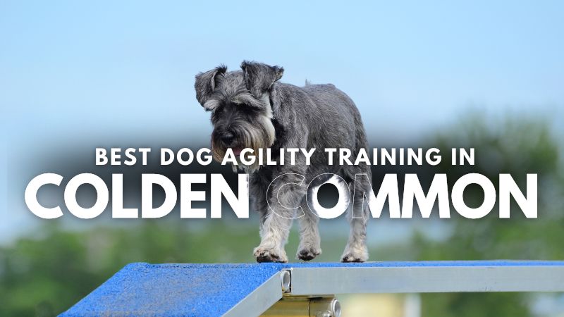 Best Dog Agility Training in Colden Common