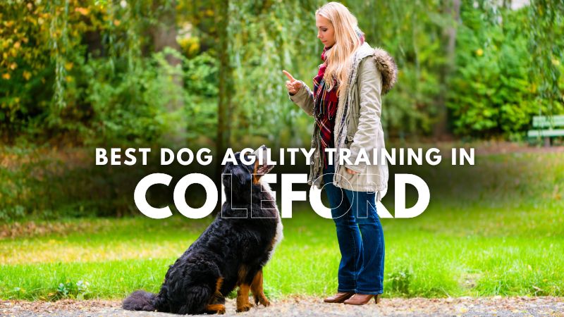 Best Dog Agility Training in Coleford