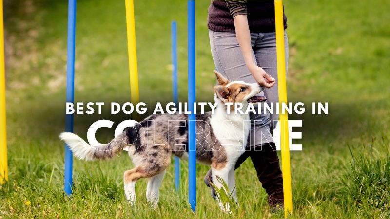 Best Dog Agility Training in Coleraine