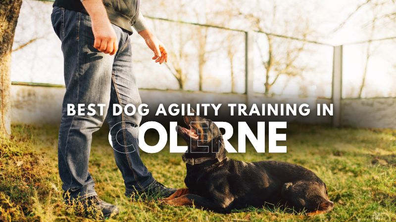 Best Dog Agility Training in Colerne