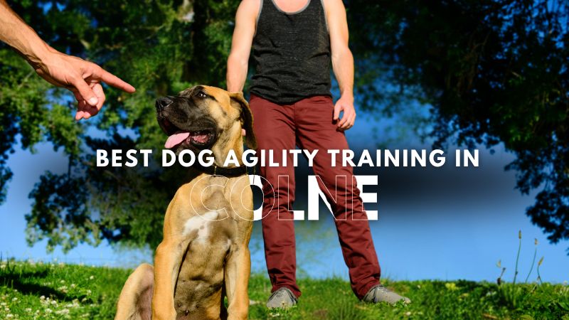 Best Dog Agility Training in Colne