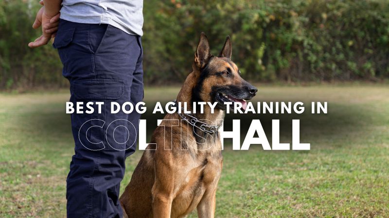 Best Dog Agility Training in Coltishall