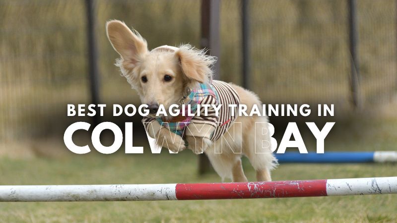 Best Dog Agility Training in Colwyn Bay