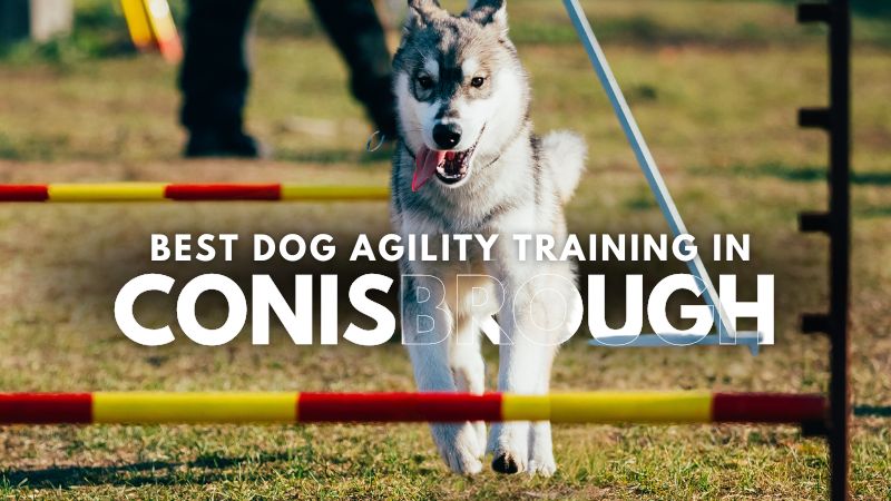 Best Dog Agility Training in Conisbrough