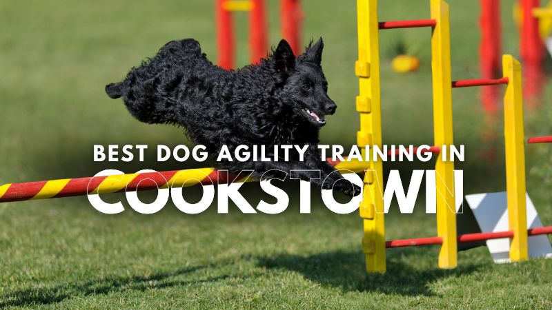 Best Dog Agility Training in Cookstown
