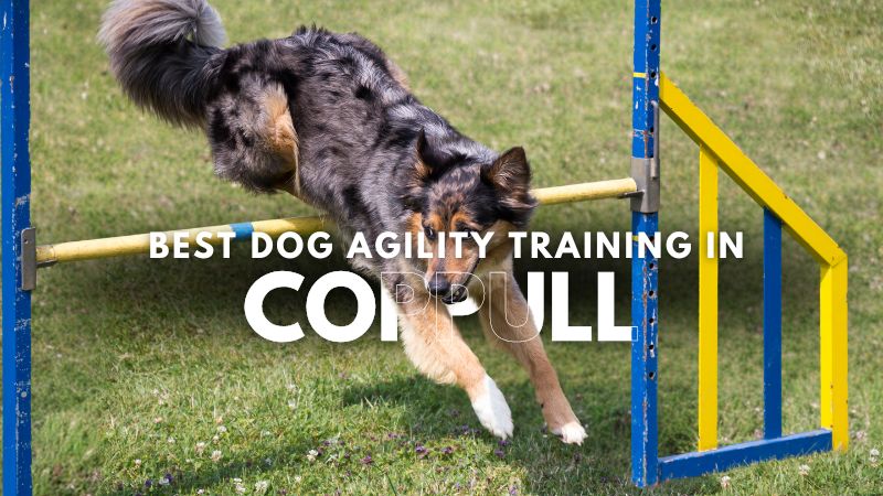 Best Dog Agility Training in Coppull