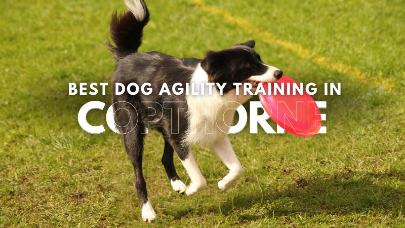 Best Dog Agility Training in Copthorne