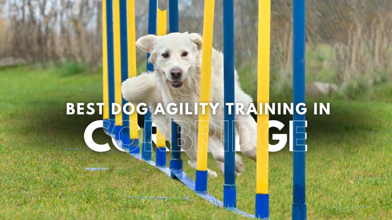 Best Dog Agility Training in Corbridge