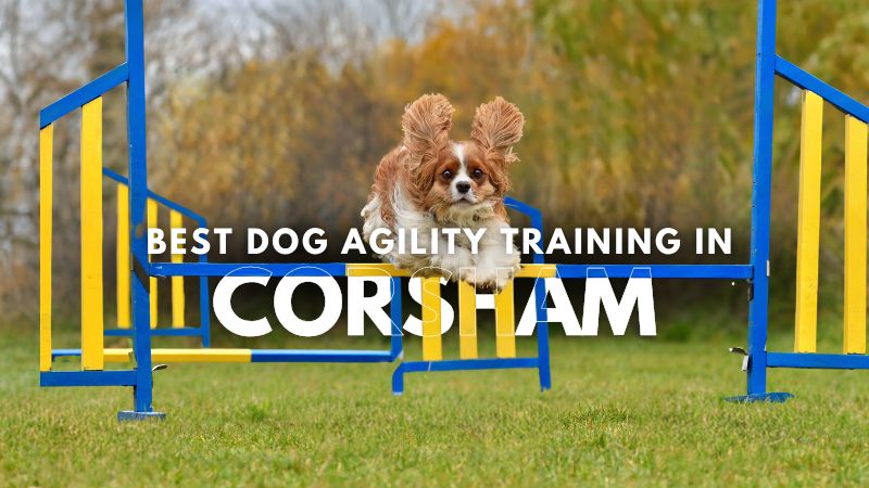 Best Dog Agility Training in Corsham