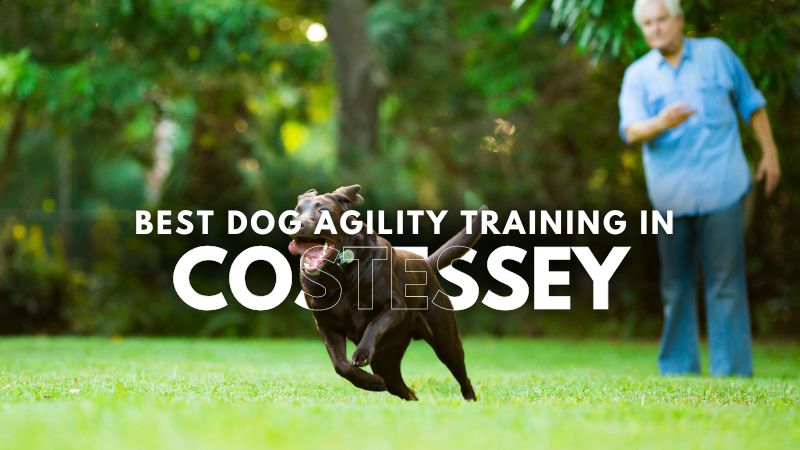 Best Dog Agility Training in Costessey