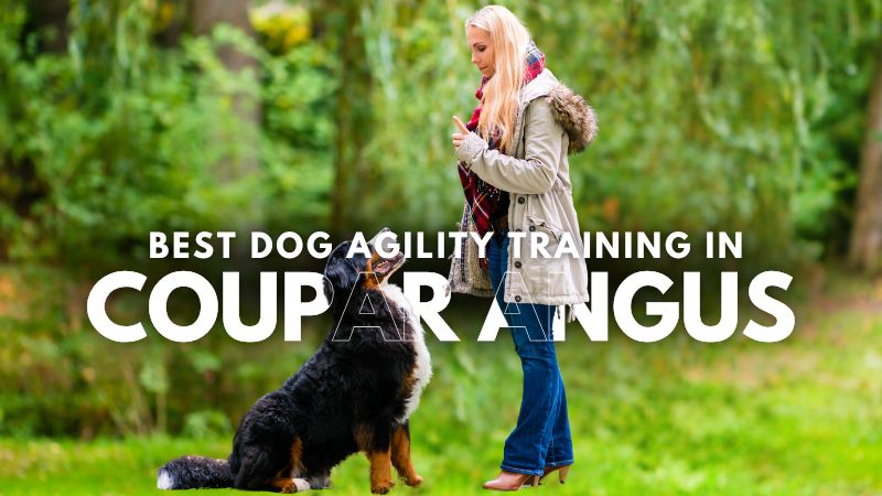 Best Dog Agility Training in Coupar Angus