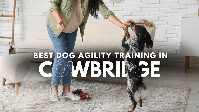 Best Dog Agility Training in Cowbridge