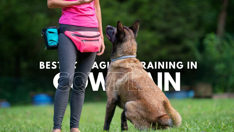 Best Dog Agility Training in Cowplain