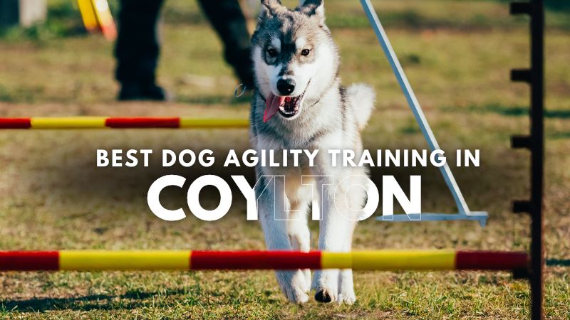 Best Dog Agility Training in Coylton