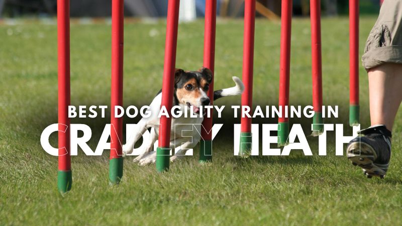 Best Dog Agility Training in Cradley Heath