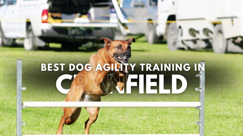 Best Dog Agility Training in Cranfield