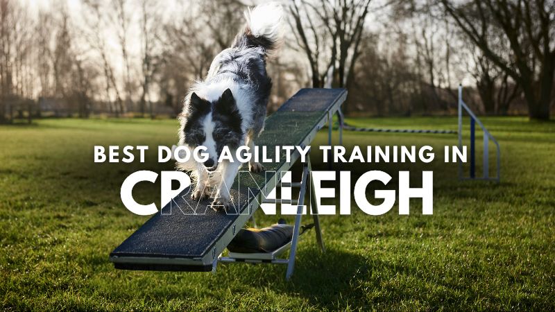 Best Dog Agility Training in Cranleigh