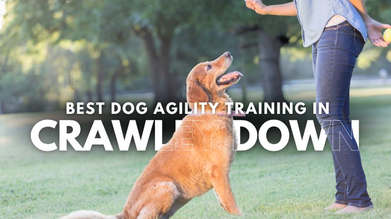 Best Dog Agility Training in Crawley Down
