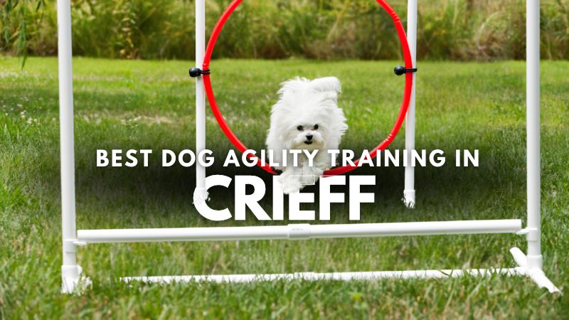 Best Dog Agility Training in Crieff