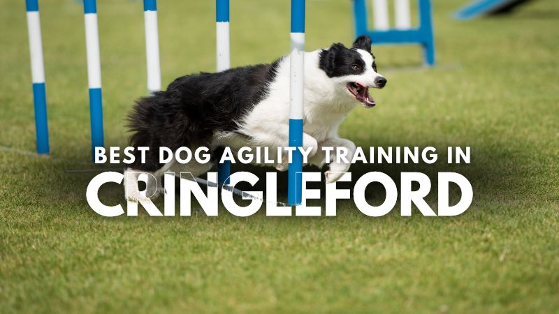 Best Dog Agility Training in Cringleford