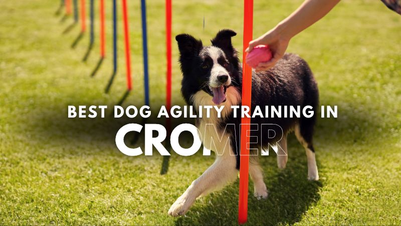 Best Dog Agility Training in Cromer