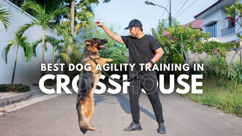 Best Dog Agility Training in Crosshouse