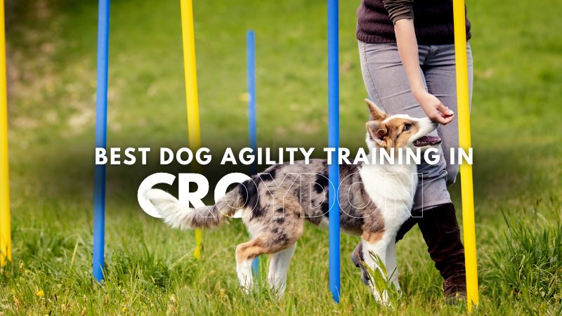 Best Dog Agility Training in Croydon