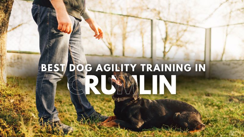 Best Dog Agility Training in Crumlin