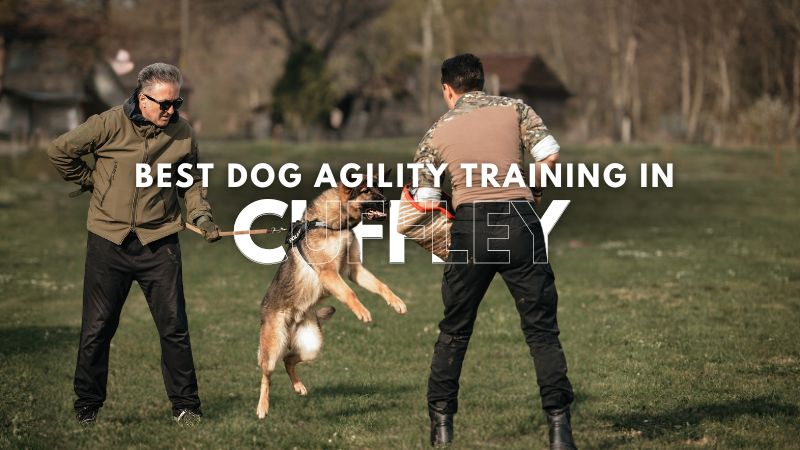 Best Dog Agility Training in Cuffley