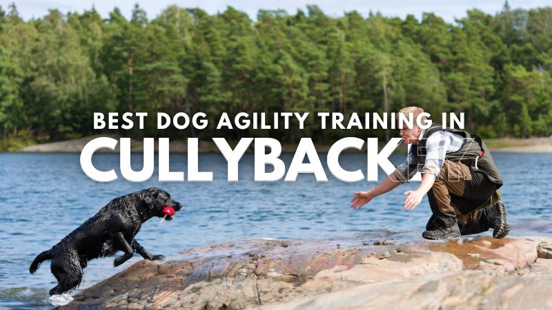 Best Dog Agility Training in Cullybackey