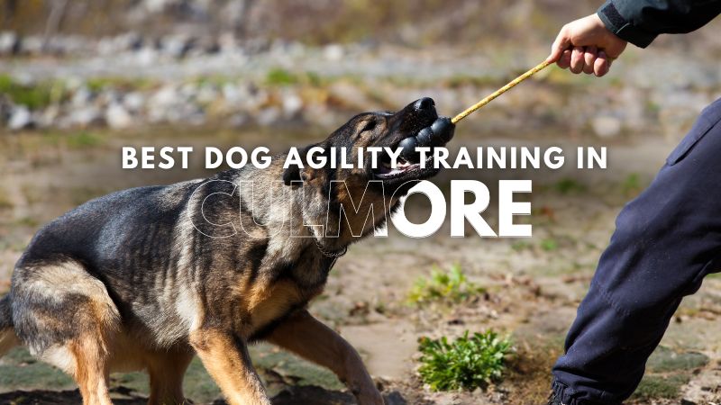 Best Dog Agility Training in Culmore