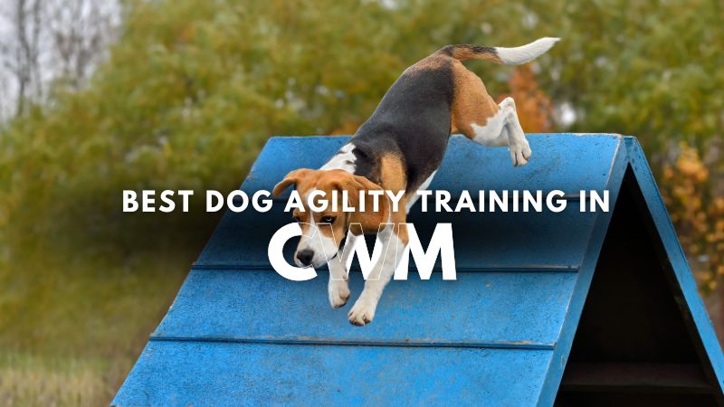 Best Dog Agility Training in Cwm