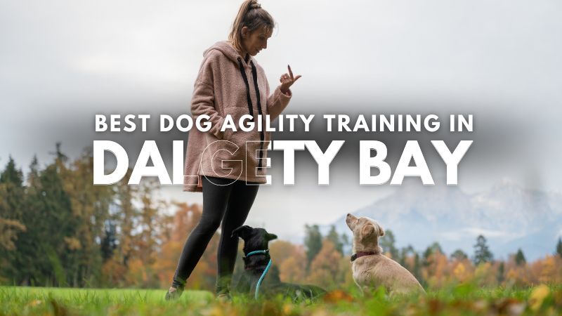 Best Dog Agility Training in Dalgety Bay