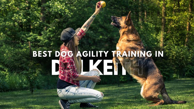 Best Dog Agility Training in Dalkeith