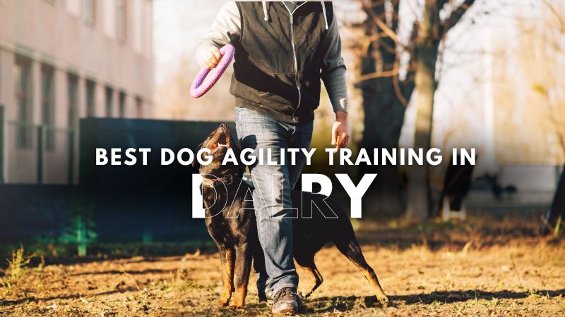 Best Dog Agility Training in Dalry