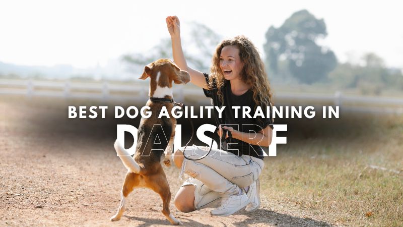 Best Dog Agility Training in Dalserf