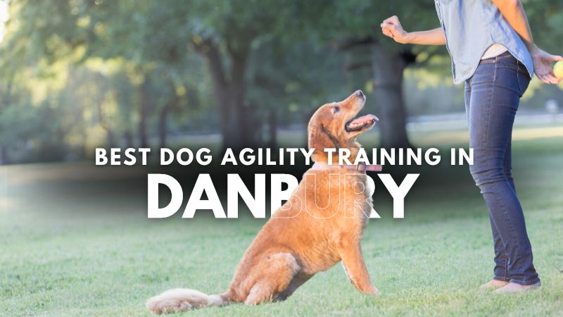 Best Dog Agility Training in Danbury