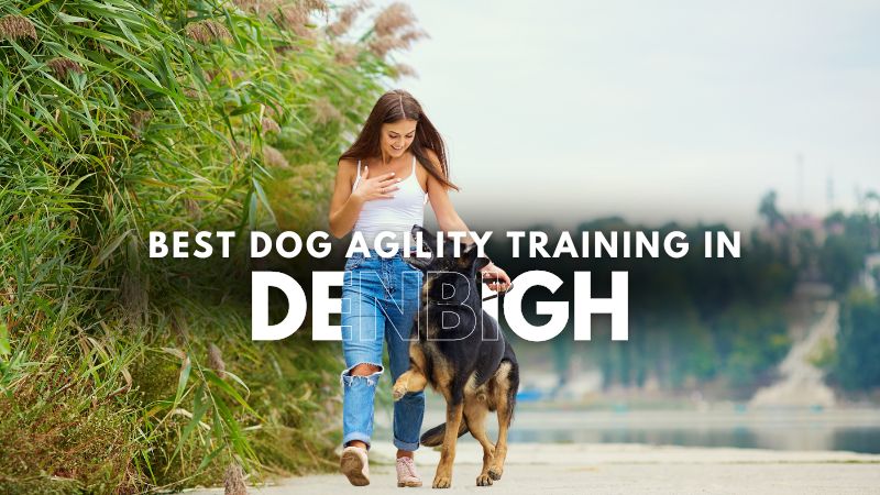 Best Dog Agility Training in Denbigh