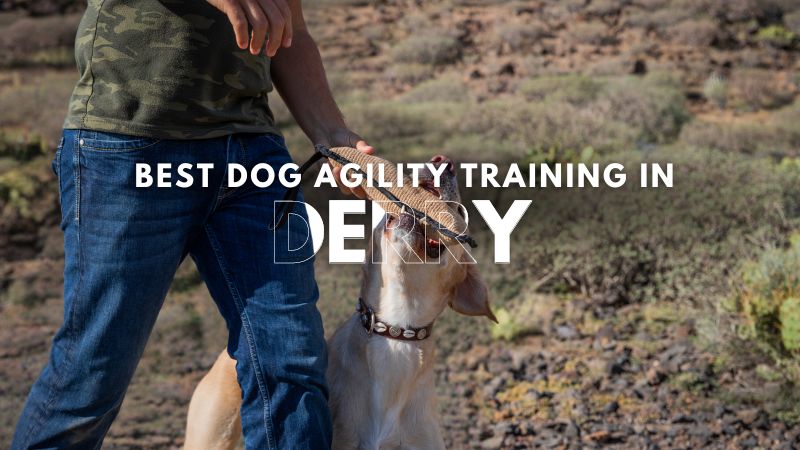 Best Dog Agility Training in Derry