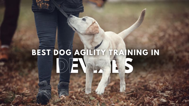 Best Dog Agility Training in Devizes